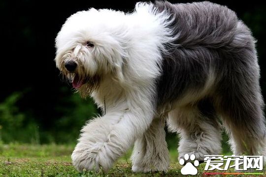 古牧是什么狗 英国最古老的牧羊犬种之一