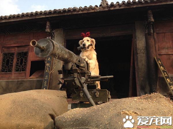 准备迎接本汪猛烈的炮火吧