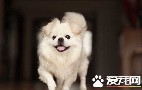 狗胃内异物 有时伴有痉挛和咬癖病犬高度沉郁
