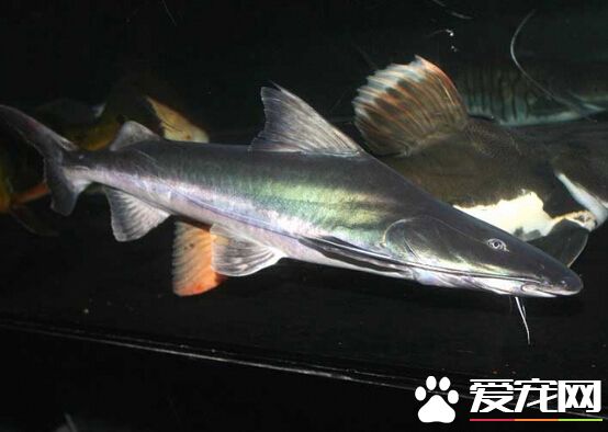 鲶鱼生存能力 它们有着极强的生存能力