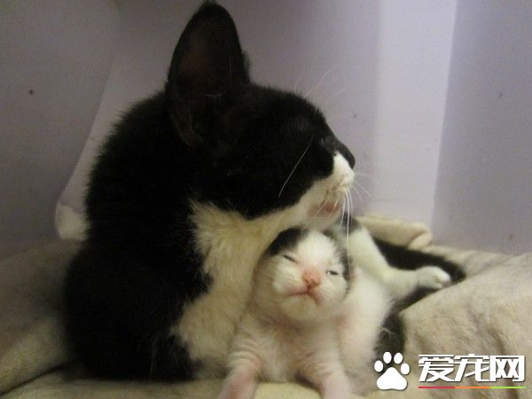 受虐猫努力活着 只为生下孩子