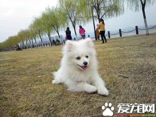 日本银狐多少钱一只 不同地区价格也不相同