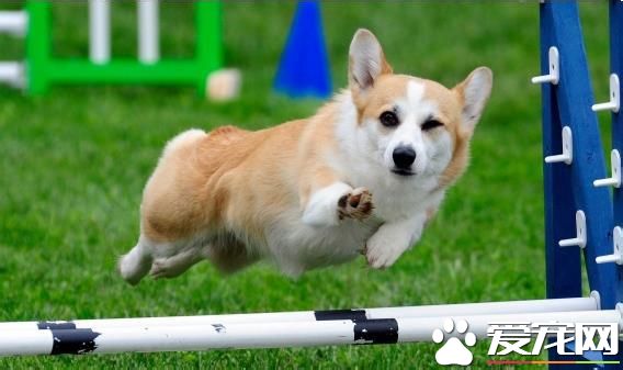 成为明星的要义就是紧要关头也不忘卖萌耍帅