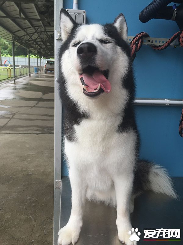 好想吃肉骨头啊