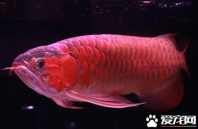 龙鱼和鹦鹉混养 龙鱼鹦鹉混养注意事项