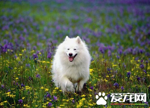 狗狗什么都不吃 狗狗不吃食的解决方法