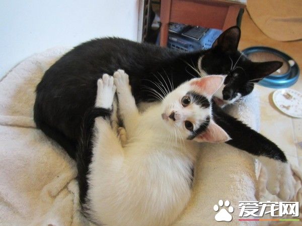 受虐猫努力活着 只为生下孩子