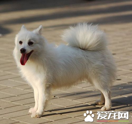 银狐犬怎么训练 银狐犬训练需要注意的事项