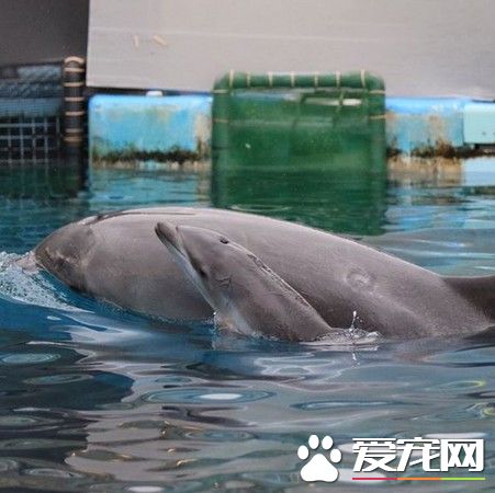 海豚母忍痛杀幼子 不愿它一辈子被囚禁取悦观众