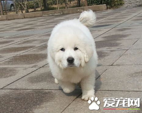 白熊是什么狗 它们其实就是大白熊犬