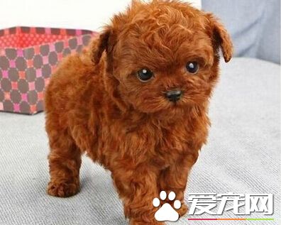 最便宜的泰迪狗 教大家如何挑选泰迪犬