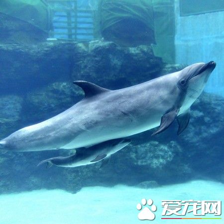 海豚母忍痛杀幼子 不愿它一辈子被囚禁取悦观众