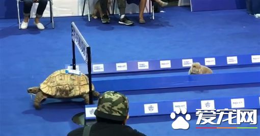 龟兔赛跑真实上演 兔子半路竟然原地发呆