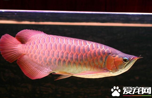 龙鱼如何喂养 龙鱼喂养的几大注视事项