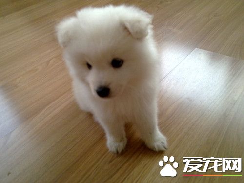 日本银狐寿命 日本银狐寿命一般在12年左右