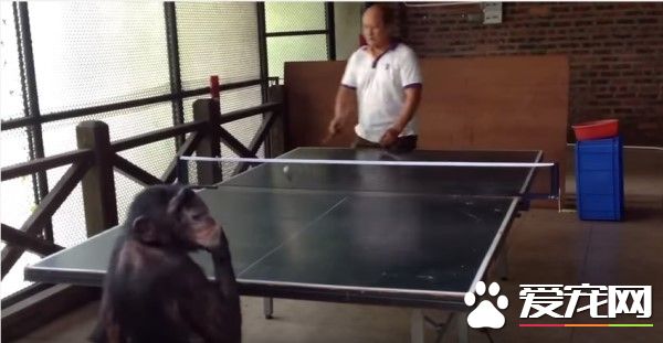 黑猩猩和人类打球 赢了还转身偷笑