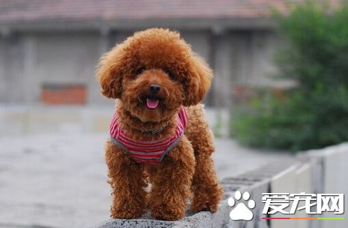 泰迪狗可以吃火腿肠吗 尽量少吃点香肠