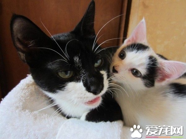 受虐猫努力活着 只为生下孩子