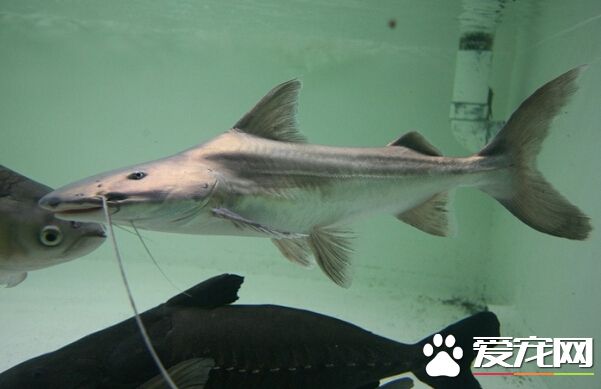 鲶鱼能长多大 最大的鲶鱼达10公斤以上