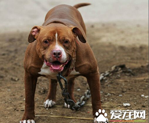比特是什么狗 比特是一种很凶猛的犬种