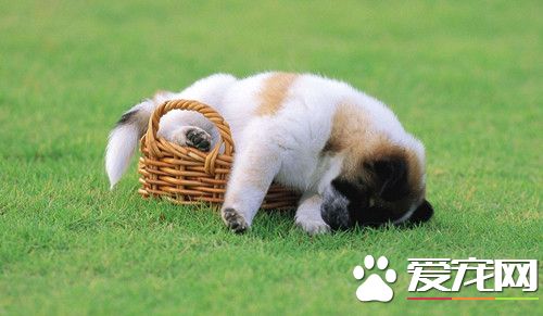 犬巴贝斯虫病 要做好犬体的防蜱灭蜱工作