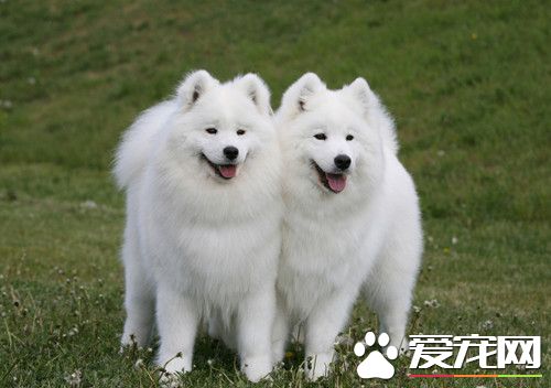 狗的肠炎怎么办 腹泻是肠炎的主要症状