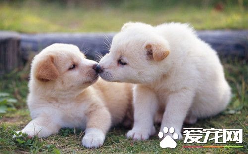 犬弓形虫病 多数为无症状的隐性感染