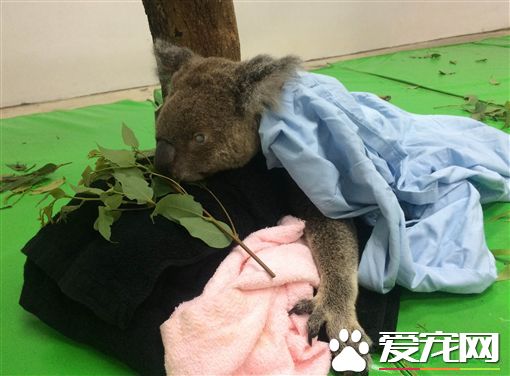 无尾熊派翠克 高龄19岁离世