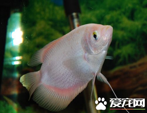 招财鱼沉底 主要是水质长期不好引起的