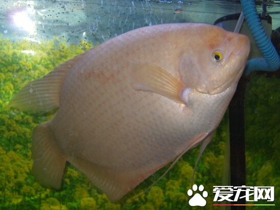 招财鱼身上充血 极有可能是得了充血病