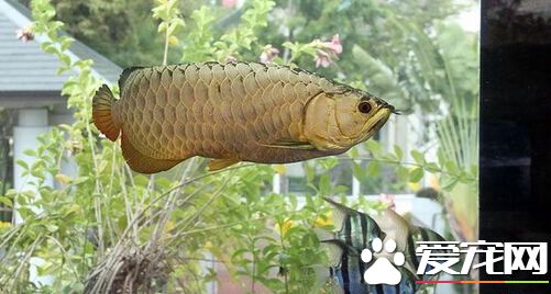 龙鱼烂尾病 龙鱼烂尾病的治疗预防方法