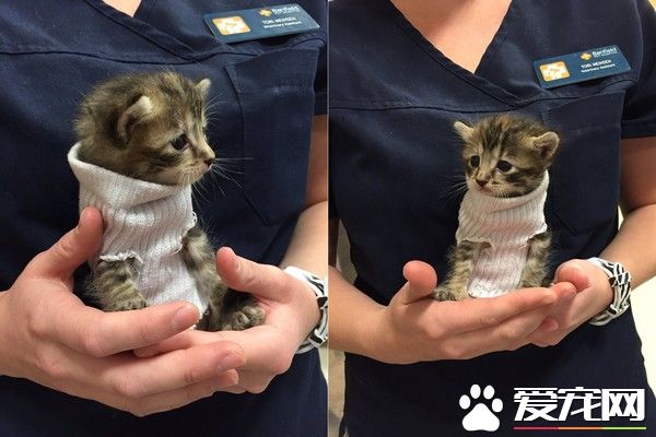 小猫从马修飓风获救 穿着特制小毛衣融化一家人