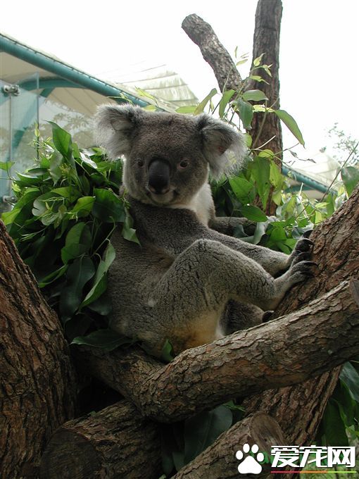 无尾熊派翠克 高龄19岁离世