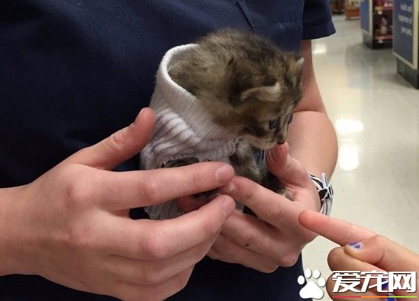 小猫从马修飓风获救 穿着特制小毛衣融化一家人