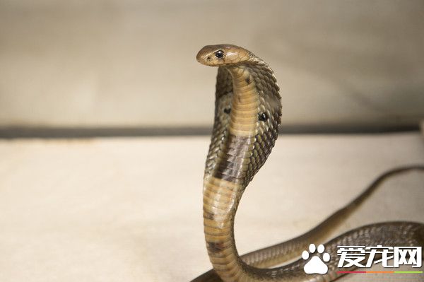 南京200眼镜蛇逃家 过1个多月才通报