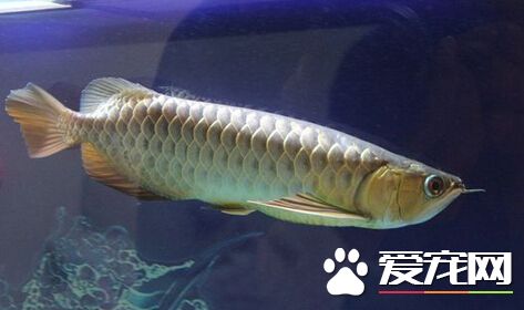 龙鱼有牙齿吗 龙鱼的牙齿用来咬住食物