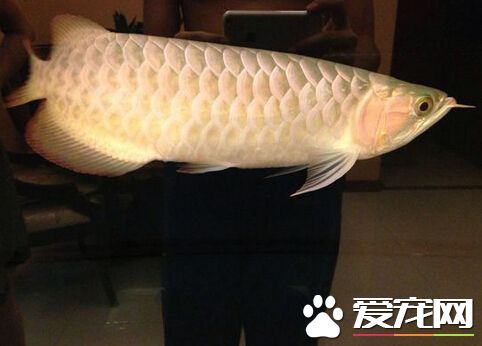 养什么龙鱼好 带大家了解龙鱼的风水