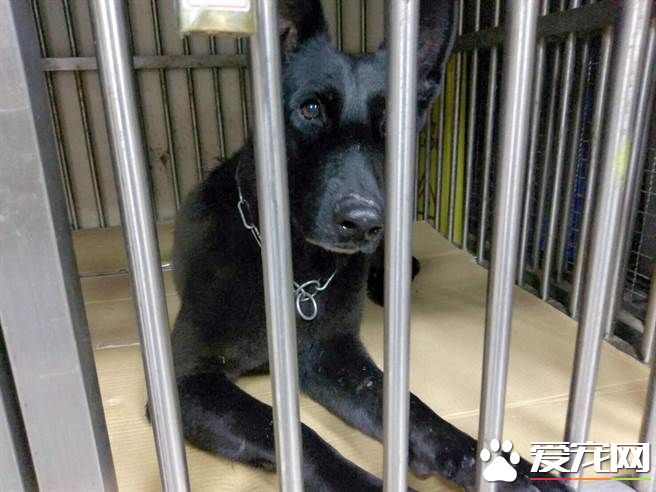 台两只搜救犬受训后回家受阻 缺证明滞留机场