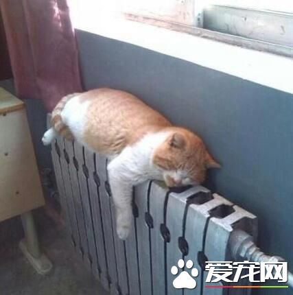 “山大神猫”昨晚意外离世 学子们对其哀悼