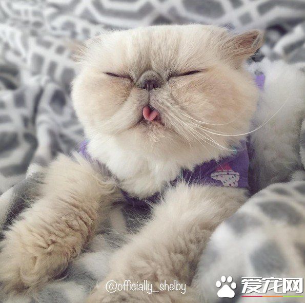 傲娇猫的最佳代表 即使臭脸还是超可爱的煞气波斯猫