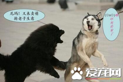 “二哈”哈士奇为什么叫“撒手没”?