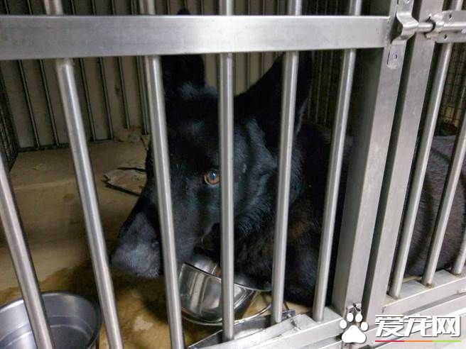 台两只搜救犬受训后回家受阻 缺证明滞留机场
