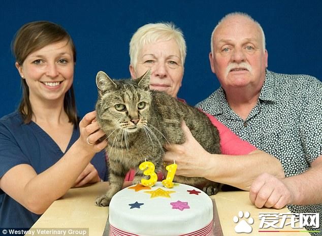 31岁的喵星人过生日 有望成为世界上最老的猫