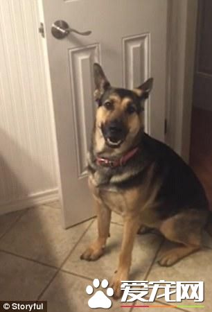 德国牧羊犬和一只猫对打了半天，狗是在搞笑而猫真生气了