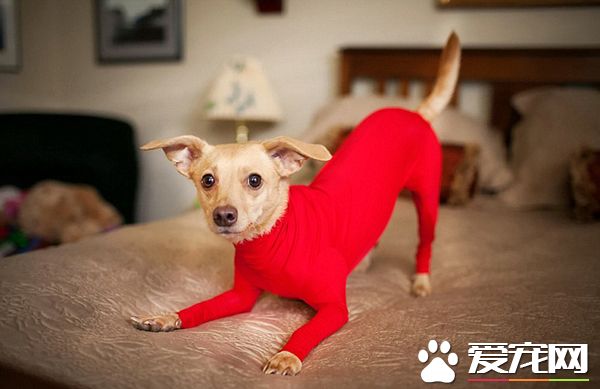 铲屎官为狗狗设计了紧身衣 一件解决狗狗掉毛问题