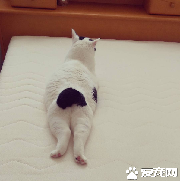 喵星人穿的另类小裤裤？一身横肉也敢秀身材的软萌白猫