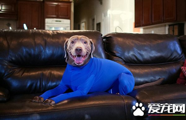 铲屎官为狗狗设计了紧身衣 一件解决狗狗掉毛问题