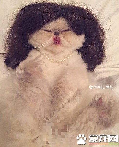 傲娇猫的最佳代表 即使臭脸还是超可爱的煞气波斯猫