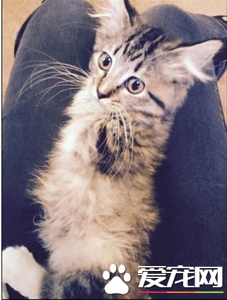 小猫天生缺少2腿趴着吃饭，主人准备安乐死，它却用坚强暖翻网友