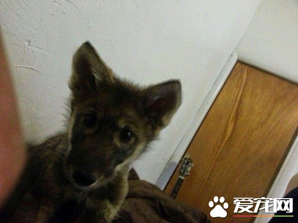 男子领养一只琥珀色大眼狗狗 没想到它竟然是一匹狼